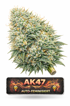 AK47 | 3 Cannabis Samen